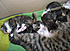 Tilde and Kittens 18 days old