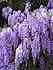 Click image for larger version. 

Name:	wisteria.jpg 
Views:	59 
Size:	43.1 KB 
ID:	54247