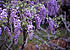 Click image for larger version. 

Name:	wisteria-tree-.jpg 
Views:	56 
Size:	31.7 KB 
ID:	54248