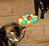 Click image for larger version. 

Name:	Miss Kitty Bugsy Easter 09.jpg 
Views:	71 
Size:	65.0 KB 
ID:	42155
