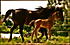 My uncle and I breed straight egyptian arabians! The farm is located in Wisconsin. Here are some pictures of the ones I am most involved with! I miss them so much since I've been living in Colorado! If anyone is interested in talking horse talk with me I would LOVE it!
Thanks for the interest