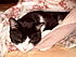 Click image for larger version. 

Name:	Sylvester After A Long Day 004.jpg 
Views:	163 
Size:	71.8 KB 
ID:	32652