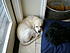 Click image for larger version. 

Name:	Tired pup.jpg 
Views:	83 
Size:	115.1 KB 
ID:	40374