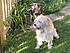 Bob and Ginger by the fence.