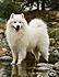 Click image for larger version. 

Name:	samoyed2.jpg 
Views:	38 
Size:	50.8 KB 
ID:	30271