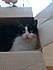 Click image for larger version. 

Name:	whiskers in a box.jpg 
Views:	43 
Size:	53.8 KB 
ID:	46495