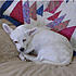 Russell...My Jack Russell terrier mix and youngest fur kid.
