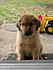 Click image for larger version. 

Name:	english mastiff and Norwegian Elkhound.jpg 
Views:	1714 
Size:	212.6 KB 
ID:	30746
