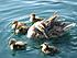 Click image for larger version. 

Name:	Ducklings with Mommy 3.JPG 
Views:	62 
Size:	104.7 KB 
ID:	39423