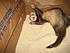 Click image for larger version. 

Name:	Ferret Ace 2007 045.jpg 
Views:	116 
Size:	1.47 MB 
ID:	38041