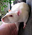 Sadie the rat