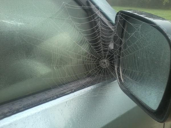 spiderweb