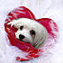 Colourful and cute photographs of Snowdrop the Maltese.