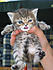 Click image for larger version. 

Name:	Kitty with cream.jpg 
Views:	77 
Size:	48.5 KB 
ID:	38771
