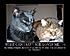 Click image for larger version. 

Name:	Valentine of Boo and Pidge.jpg 
Views:	74 
Size:	90.9 KB 
ID:	44831