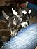 my pygmy goats :)
