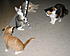 Click image for larger version. 

Name:	K & L's Cats & Ziggy Stardust In CA-Aug.2006 020-cropped&resized.jpg 
Views:	55 
Size:	199.8 KB 
ID:	45198