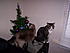Click image for larger version. 

Name:	32. Cats and tree.JPG 
Views:	74 
Size:	189.5 KB 
ID:	38075