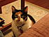 Various pictures of my calico, Weebie (short for Wee Beastie), born 1992 and died September 30, 2010.  She was my constant companion for over 18 years and a beautiful cat to boot!