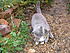 Click image for larger version. 

Name:	Caught bullying neighbours cat near can of tuna_1.jpg 
Views:	115 
Size:	659.6 KB 
ID:	30561