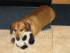 Click image for larger version. 

Name:	My-doggie-you-can't-have-it.gif 
Views:	39 
Size:	791.1 KB 
ID:	43248