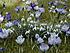 Click image for larger version. 

Name:	snowdrops and krokus.jpg 
Views:	30 
Size:	87.5 KB 
ID:	26394