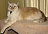 Click image for larger version. 

Name:	New Cat Pics-5-26-08 082-cropped&resized.jpg 
Views:	40 
Size:	180.0 KB 
ID:	44365