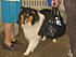 Click image for larger version. 

Name:	ash, brian, dog show, skys school 027.jpg 
Views:	61 
Size:	517.9 KB 
ID:	31775