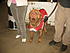 Click image for larger version. 

Name:	ash, brian, dog show, skys school 034.jpg 
Views:	64 
Size:	486.2 KB 
ID:	31776