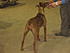 Click image for larger version. 

Name:	ash, brian, dog show, skys school 024.jpg 
Views:	45 
Size:	597.5 KB 
ID:	31789