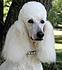 Click image for larger version. 

Name:	standard poodle.jpg 
Views:	162 
Size:	3.4 KB 
ID:	34613