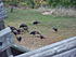 Click image for larger version. 

Name:	20 turkeys.jpg 
Views:	51 
Size:	295.7 KB 
ID:	31330