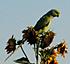 There was an urban legend about stray ringneck parrots in Greece. It was no long ago when a parrot of this kind visited my garden......
I ask people who lived there and they told me that it is true. Fifteen years ago an illegal container was opened by the State to free the parrots. Some of them died, some others created their own habitat. Amazing when nature RULES!!!