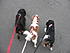 Buddy,Emily and Roxy out on a walk