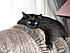 Click image for larger version. 

Name:	11-28-2007 abby on chair.JPG 
Views:	81 
Size:	992.8 KB 
ID:	47999