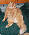 BART 1108a STILL CHILLIN ON THE CAT BED
