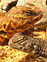 Nigerian Uromastyx Lizards