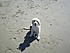 Click image for larger version. 

Name:	puppy on beach.jpg 
Views:	82 
Size:	149.3 KB 
ID:	40373