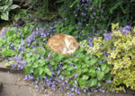 Micky in campanula