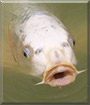 Name:  fish.jpg
Views: 104
Size:  4.9 KB