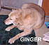 GINGER thought she was a 76 pound cat.