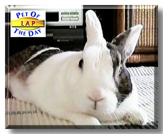 Lap, the Pet of the Day