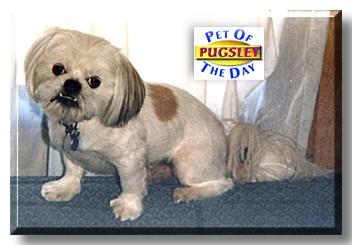 Mister Pugsley, the Pet of the Day