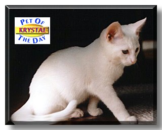 Krystal, the Pet of the Day