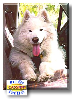Cassidy, the Pet of the Day