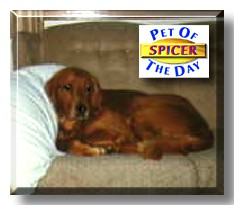 Spicer, the Pet of the Day