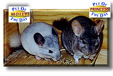 Molly & Princess, the Pet of the Day