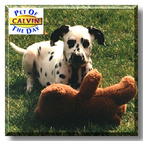 Calvin, the Pet of the Day