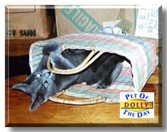 Dolly Meredith, the Pet of the Day