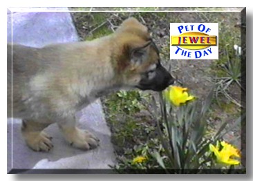 Princess Jewel, the Pet of the Day
